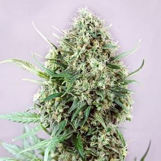 Jack Diesel Express (Positronics) feminizada