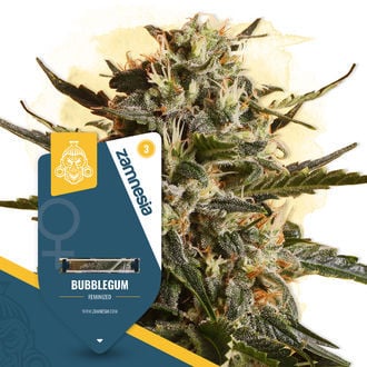 Bubblegum (Zamnesia Seeds) feminizada