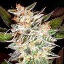 Delicious Candy Auto (Delicious Seeds) feminizada