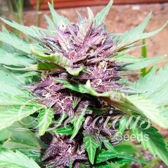Auto Dark Purple (Delicious Seeds) feminizada