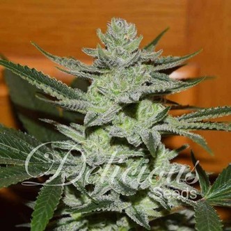 Desconocida Kush (Delicious Seeds) feminizada