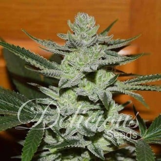 Unknown Kush (Delicious Seeds) feminizada