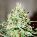 Jägg Kush (Delicious Seeds) feminizada