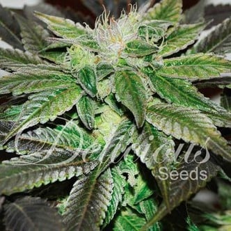 Sugar Candy (Delicious Seeds) feminizada