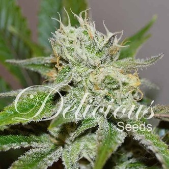 Original Juan Herer (Delicious Seeds) feminizada