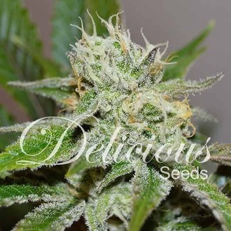 Original Juan Herer (Delicious Seeds) feminizada