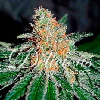 CBD Jam (Delicious Seeds) feminizada