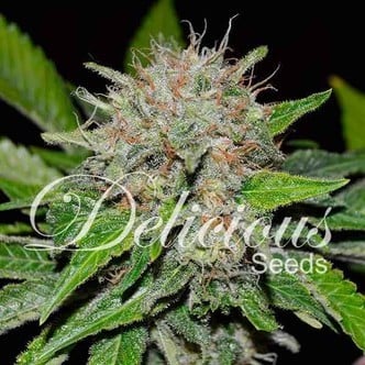 Deep Mandarine (Delicious Seeds) feminizada