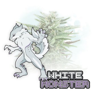White Monster Auto (Zamnesia Seeds) feminizada
