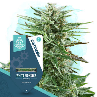 White Monster Automatic (Zamnesia Seeds) feminizada