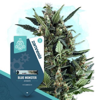 Blue Monster Automatic (Zamnesia Seeds) feminizada