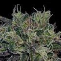 Black Widow (Positronics) feminizada