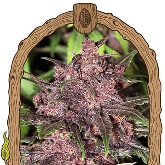 Black Haze (Exotic Seed) feminizada