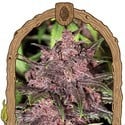 Black Haze (Exotic Seed) feminizada