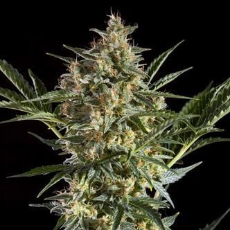 Sleepy Yoda Auto (Philosopher Seeds) feminizada