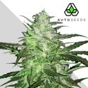 Auto Chemdog (Auto Seeds) feminizada