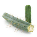 Cactus de los Cuatro Vientos (Echinopsis lageniformis forma quadricostata)