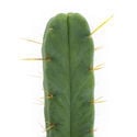 Cactus de los Cuatro Vientos (Echinopsis lageniformis forma quadricostata)