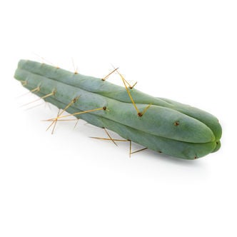 Cactus de los Cuatro Vientos (Echinopsis lageniformis forma quadricostata)