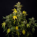 Monster Dwarf Auto (Zamnesia Seeds) feminizada