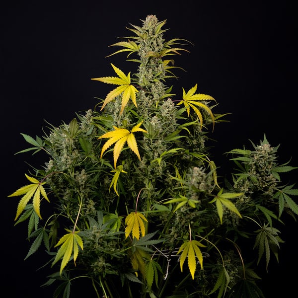 Monster Dwarf Auto (Zamnesia Seeds) feminizada
