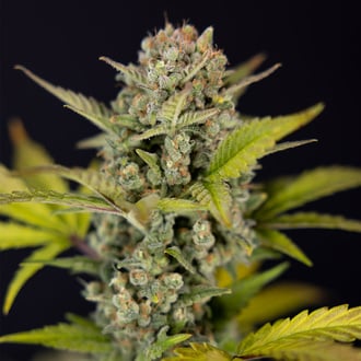 Monster Dwarf Auto (Zamnesia Seeds) feminizada
