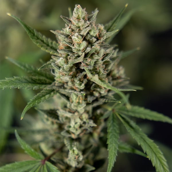 Monster Dwarf Auto (Zamnesia Seeds) feminizada