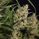 Monster Dwarf Auto (Zamnesia Seeds) feminizada