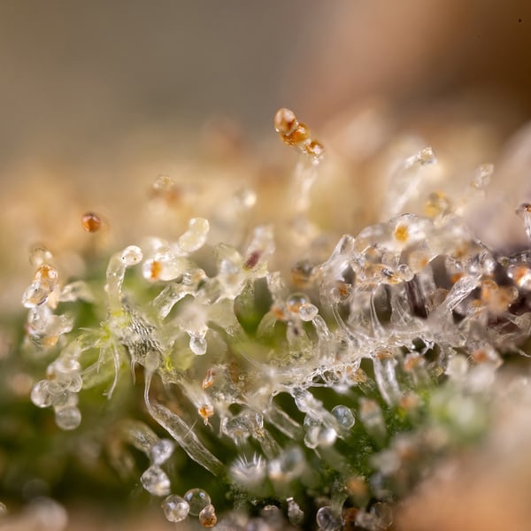 Monster Dwarf Auto (Zamnesia Seeds) feminizada