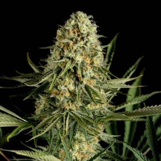 Critical Cheese (Dinafem) Feminizada