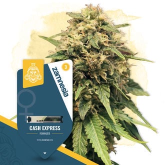 Cash Express (Zamnesia Seeds) feminizada