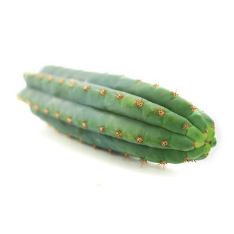 Echinopsis macrogona (Alias,Trichocereus macrogonus)