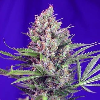 Cream Mandarine - F1 Fast Version (Sweet Seeds) feminizada