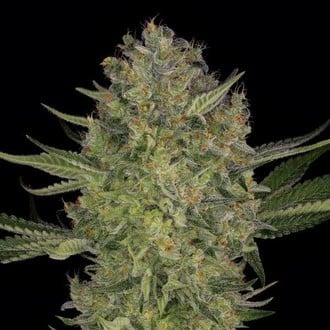 Serious Kush (Serious Seeds) feminizada