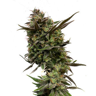 White Choco (Amsterdam Genetics) feminizada