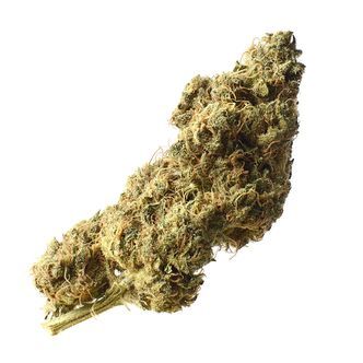 White Choco Haze (Amsterdam Genetics) feminizada