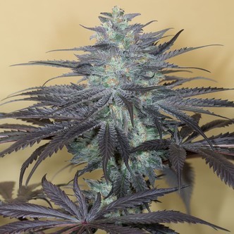 Bubba Kush Auto (Humboldt Seeds) feminizada