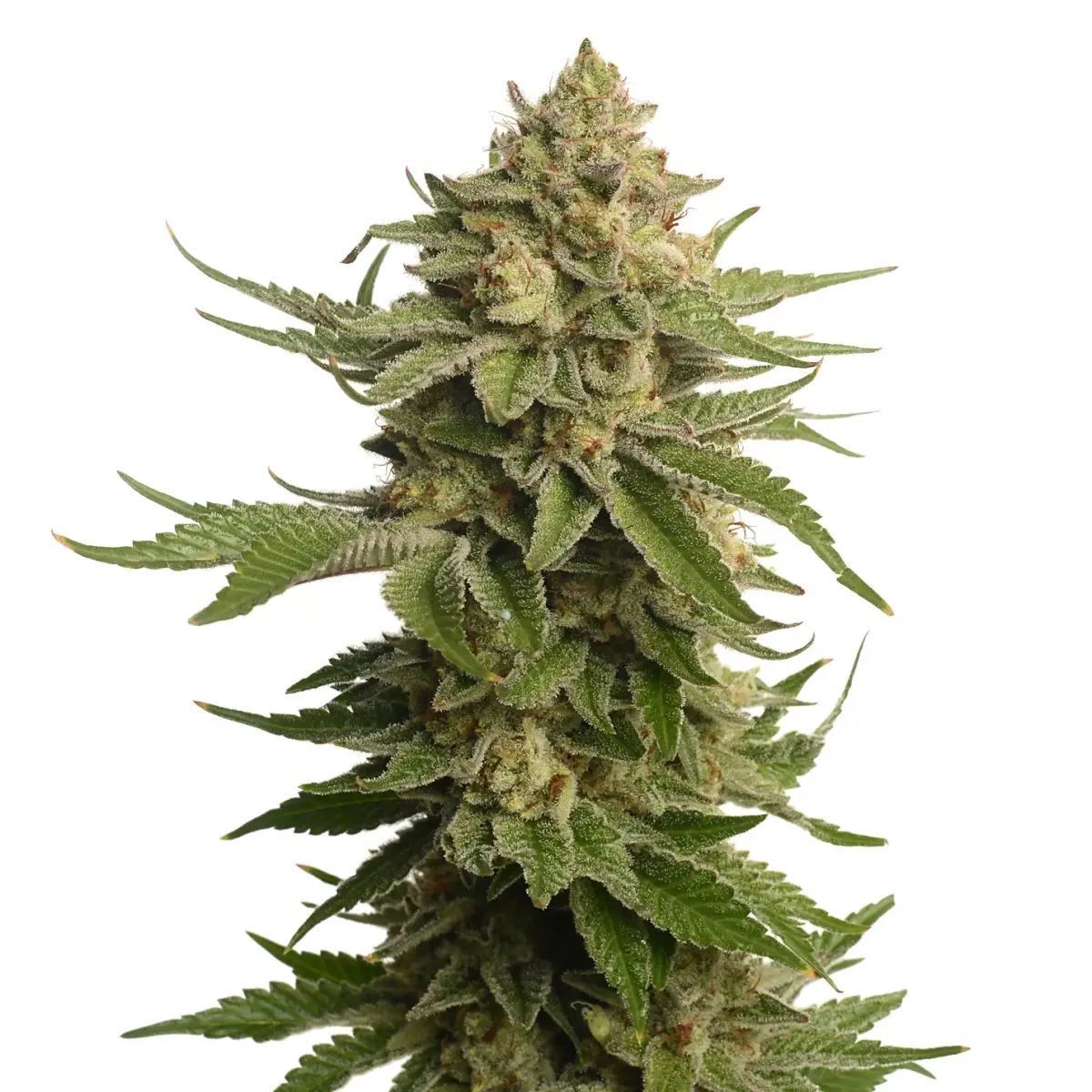 AK-OG Kush (Amsterdam Genetics) feminizada