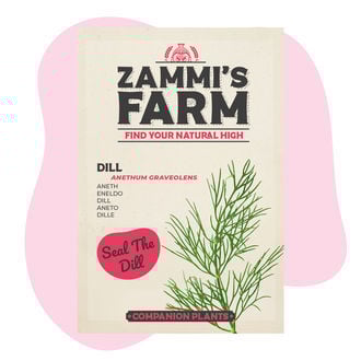 Buddy Pack de Eneldo (Anethum graveolens)