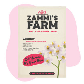 Milenrama (Achillea millefolium) Buddy Pack