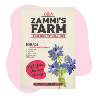 Buddy Pack de Borraja (Borago officinalis)