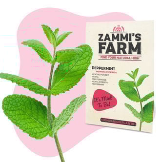 Buddy Pack de Menta (Mentha piperita)
