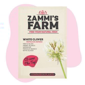 Buddy Pack de Trébol Blanco (Trifolium repens)