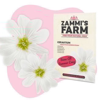 Buddy Pack de Cerastium (Cerastium biebersteinii)