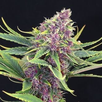 Purple Kush (Kannabia) feminizada