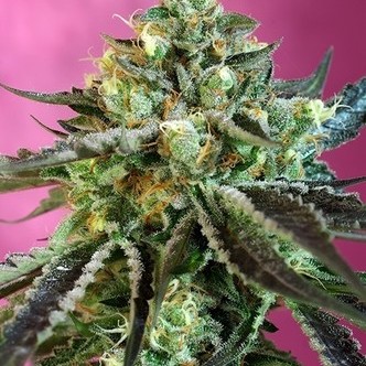 Sweet Nurse Auto CBD (Sweet Seeds) feminizada