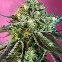 Sweet Nurse Auto CBD (Sweet Seeds) feminizada