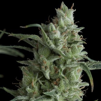 Auto Kryptonite (Pyramid Seeds) feminizada