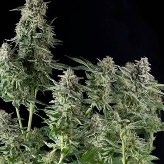 Northern Lights (Pyramid Seeds) feminizada