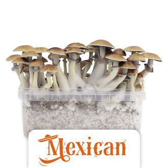Kit de Cultivo Zamnesia 'Mexican'